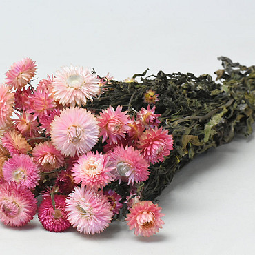 Helichrysum Pink 45cm