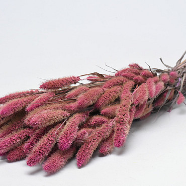 Setaria Pink 65cm