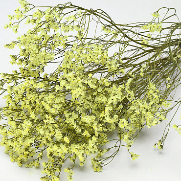 Limonium Gelb 65cm 