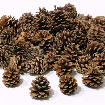 Pine Cone 2KG