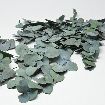 Eucalyptus Cinerea Green 65cm