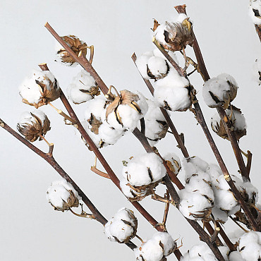 Cotton Balls on stem