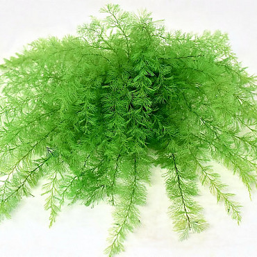 Air Fern Lentegroen 15cm 5-Pack