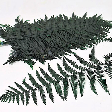 Fern 40cm Green 20pcs