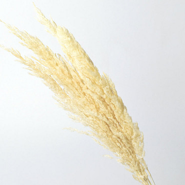 Pampas grass 70cm Bleached 10pcs