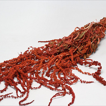 Hang Amaranthus Rood 60cm