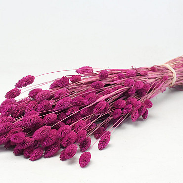 Bouquet Phalaris Fuchsia 70cm