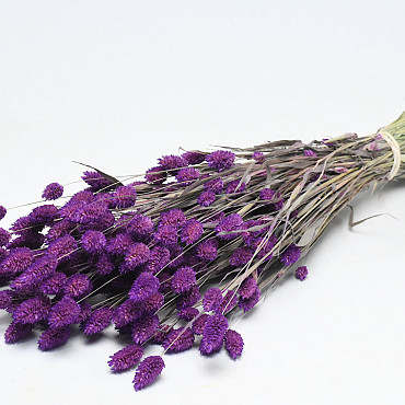 Bouquet Phalaris Violet 70cm 