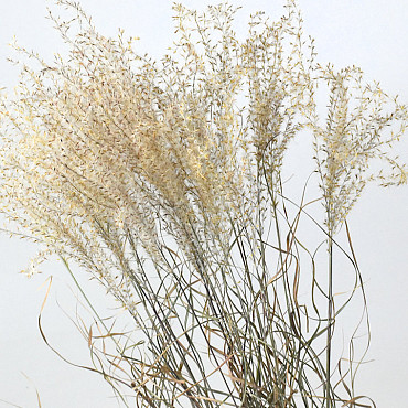 Miscanthus 90cm