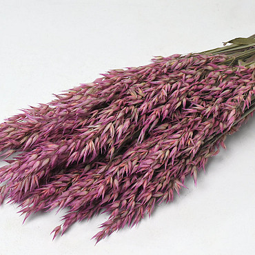 Avena Pink 70cm