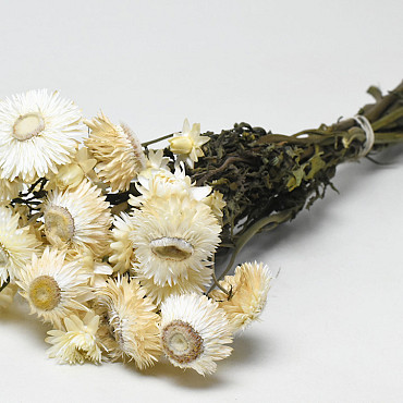 Helichrysum Weiss 45cm Geöffnet