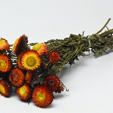 Bouquet Helichrysum Orange_Rouge 45cm Ouvert