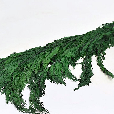 Thuja Green 100cm 1kg