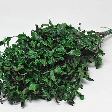 Pittosporum 100gr. 45cm