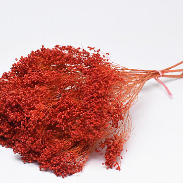 Broom Bloom Red 50cm