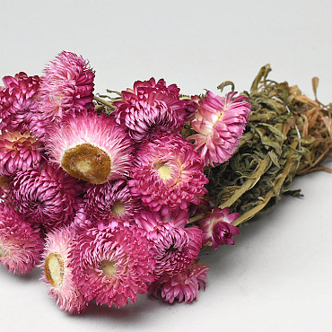 Bouquet Helichrysum Rose 25cm