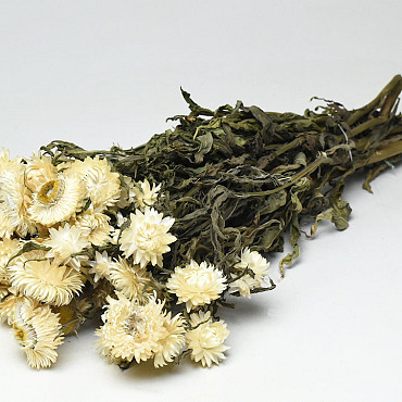 Helichrysum Crème 50cm