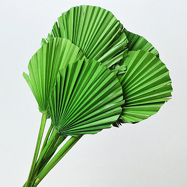 Palm Spear ronde Vert 40-55cm 