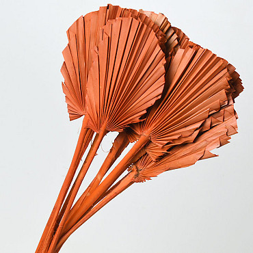 Palm Spear ronde Orange 40-55cm 