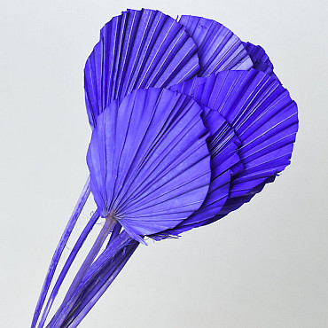 Palm Spear ronde Violet 40-55cm 