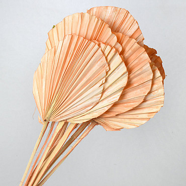 Palm Spear ronde Pêche Pastel 40-55cm 