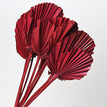 Palm Spear ronde Rouge 40-55cm 