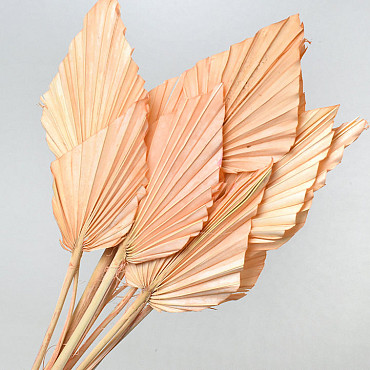 Palm Spear Pastel Pfirsch 40-55cm 