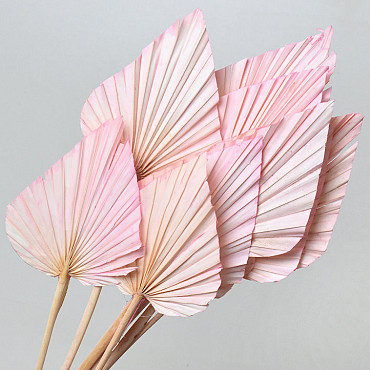 Palm Spear Pastel Pink 40-55cm 