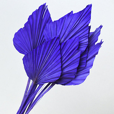 Palm Spear Violet 40-55cm 