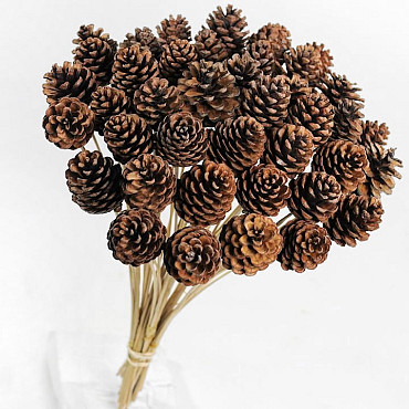 Pine Cone on 50cm stem