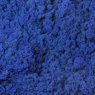 Reindeer Moss Royal Blue per kg