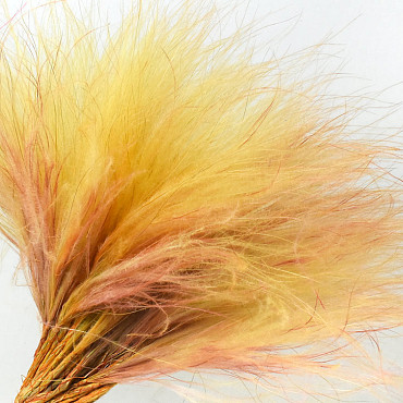 Stipa Penata 50cm, Jaune, 50 touffes 