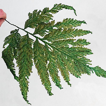 Shield Fern L40cm 10pcs