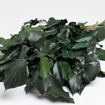 Hedera Efeu Grün 40-50cm