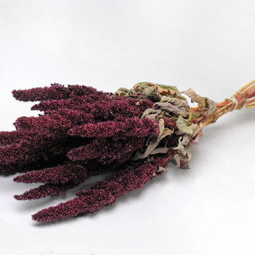 Amaranthus Red 50cm