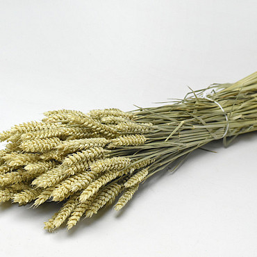 Bouquet Triticum (Blé) 70cm