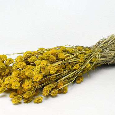 Bouquet Phalaris Jaune 70cm