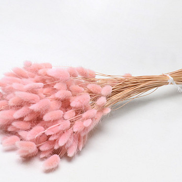 Lagurus Pastel Pink 65cm