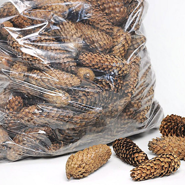 Spruce Cones per Kg