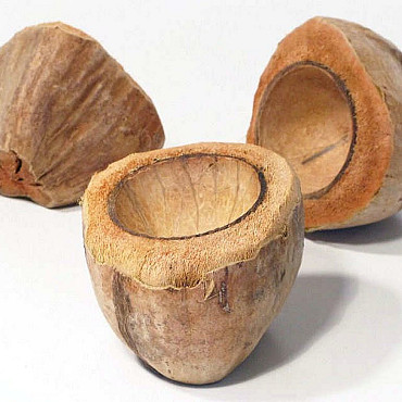 Coconut Cup 11-14cm