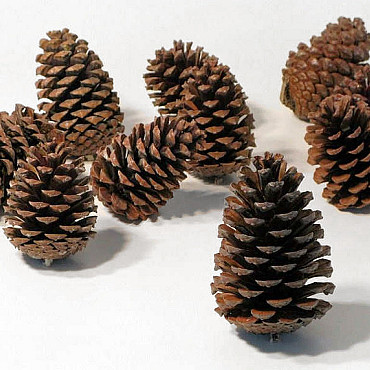 Maritima Pine Cone 25pcs