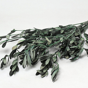 Olive branch Green 50cm