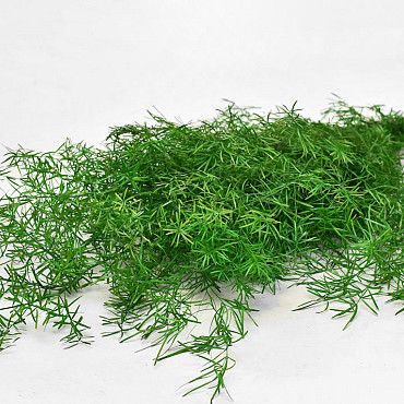 Asparagus Fern H80cm 