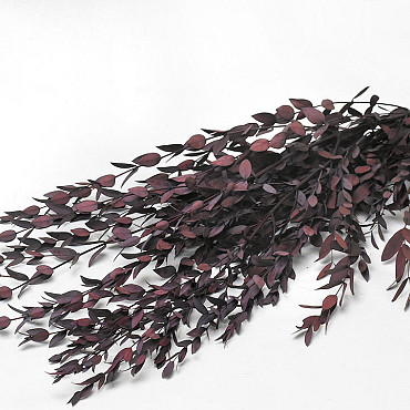 Eucalyptus Parvifolia Red 65cm 