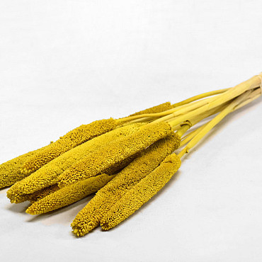 Babala Jaune 10pcs 70cm 