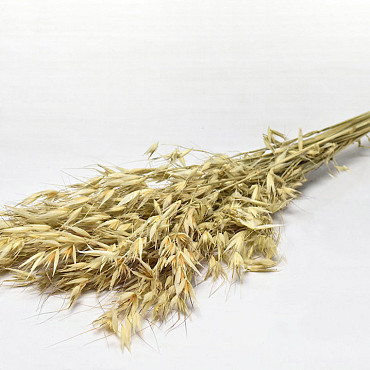 Bouquet Avena Rude 100cm