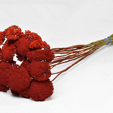 Achillea Parker Red 70cm