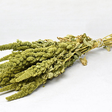 Amaranthus Green