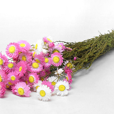 Acroclinium Pink Mix 50cm