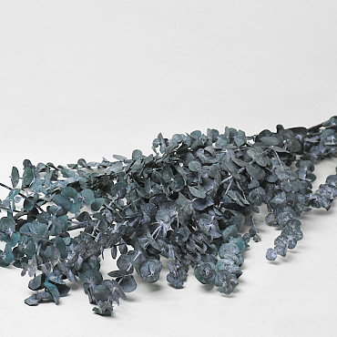 Eucalyptus Baby Blue Bleu-Vert 65cm 